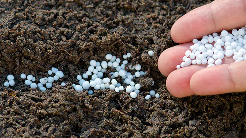 Urea Fertilizer